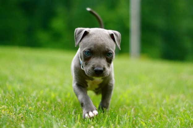 pit-bull