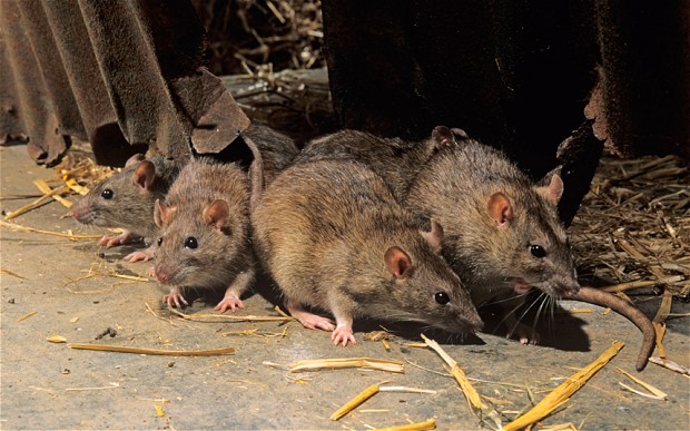 rats