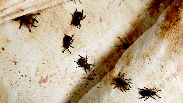 bed-bugs