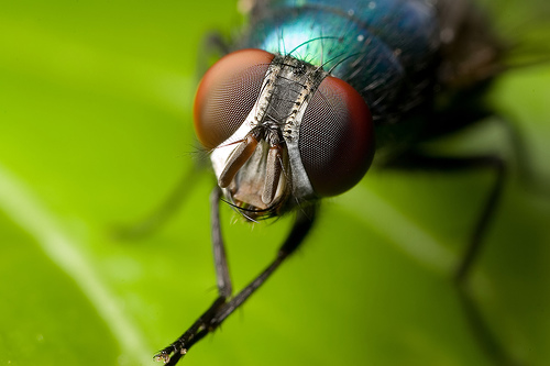 fly