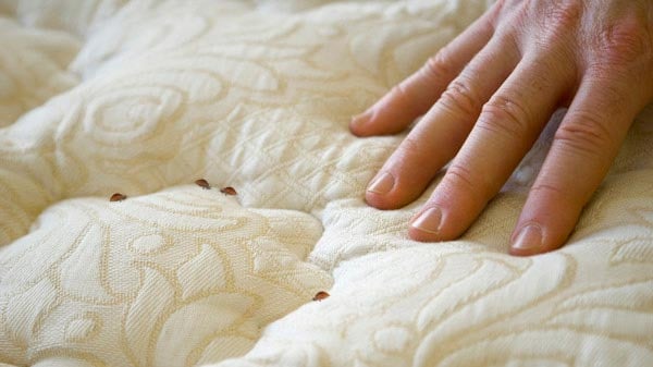 bedbugs_mattress