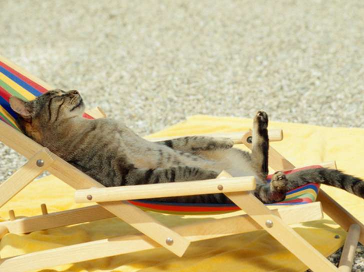 relaxed_cat