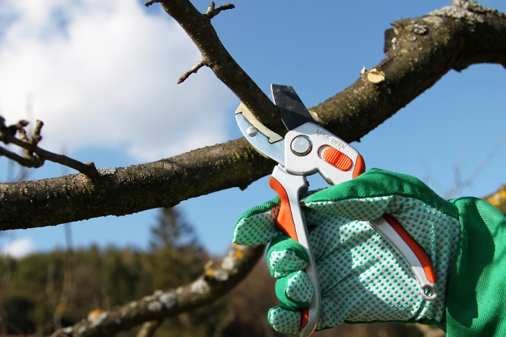 tree-pruning